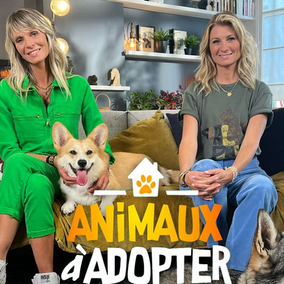 Animaux a adopter nouvelle famille pour une nouvelle vie (TMC, France)